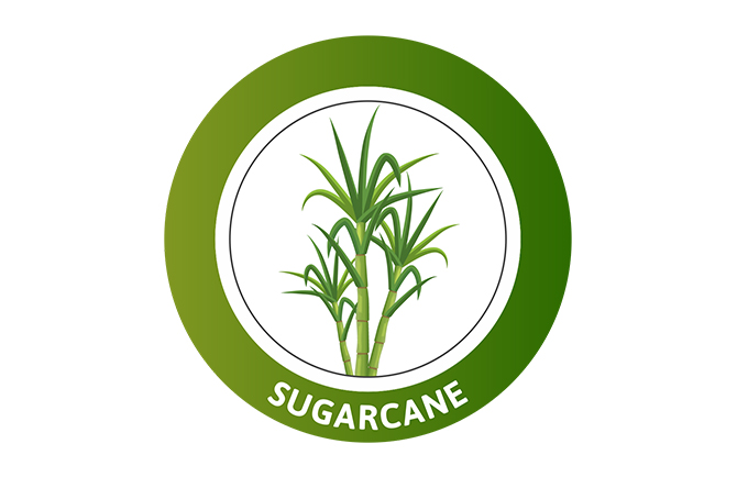 Sugarcane